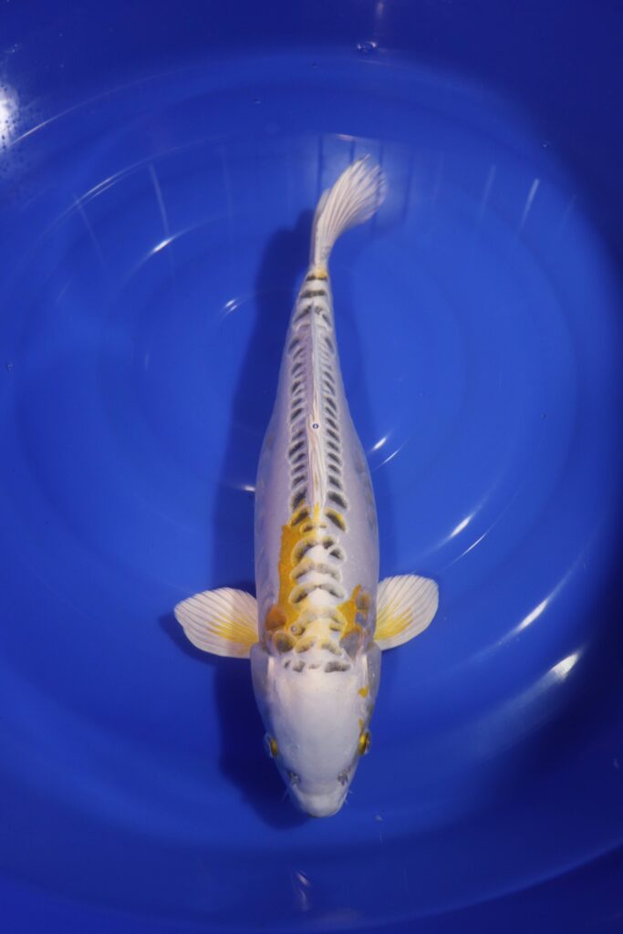 Carpe koi japonaise hariwake doitsu