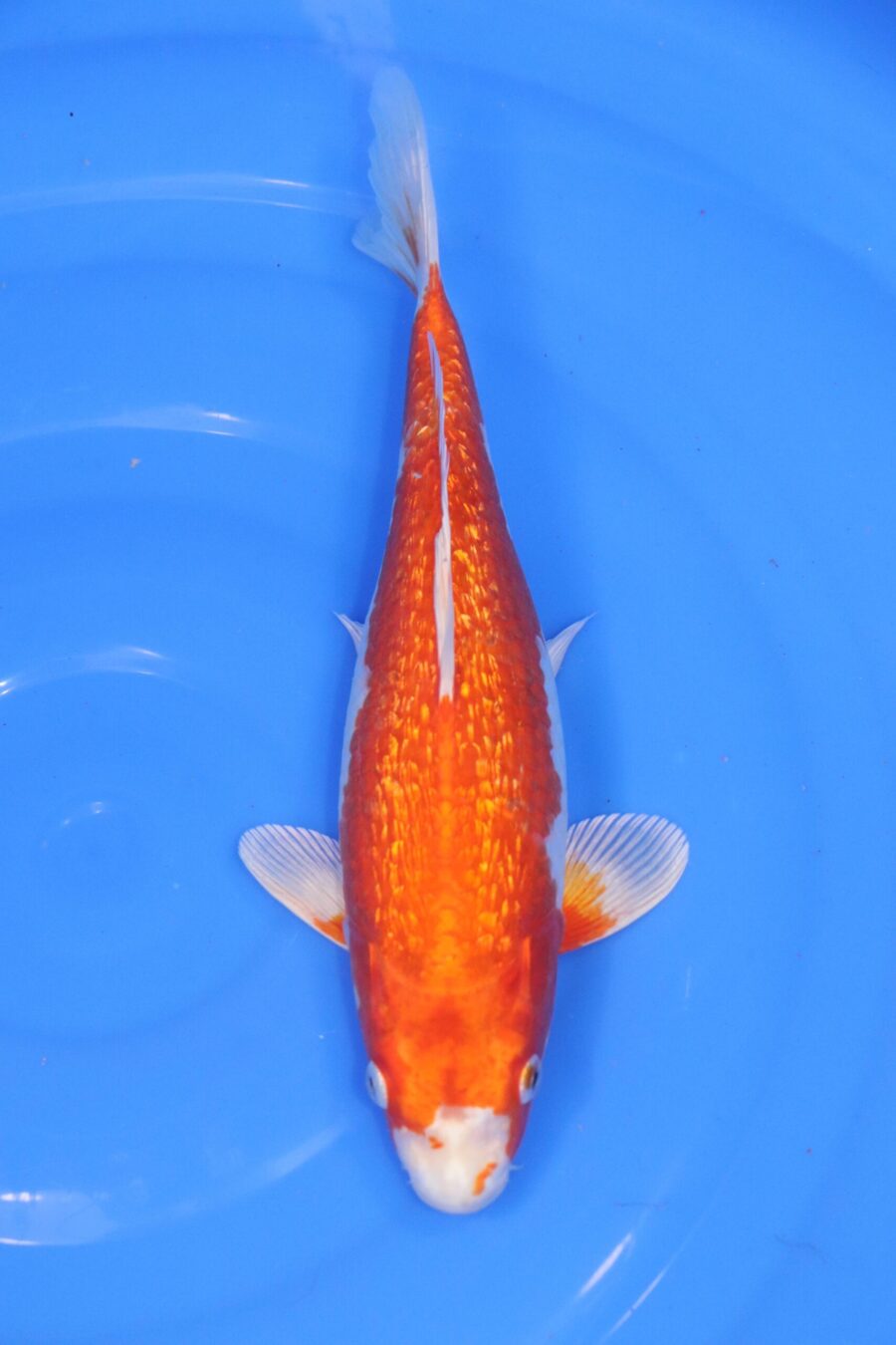 Carpe koi japonaise Orenji Hariwake Ginrin