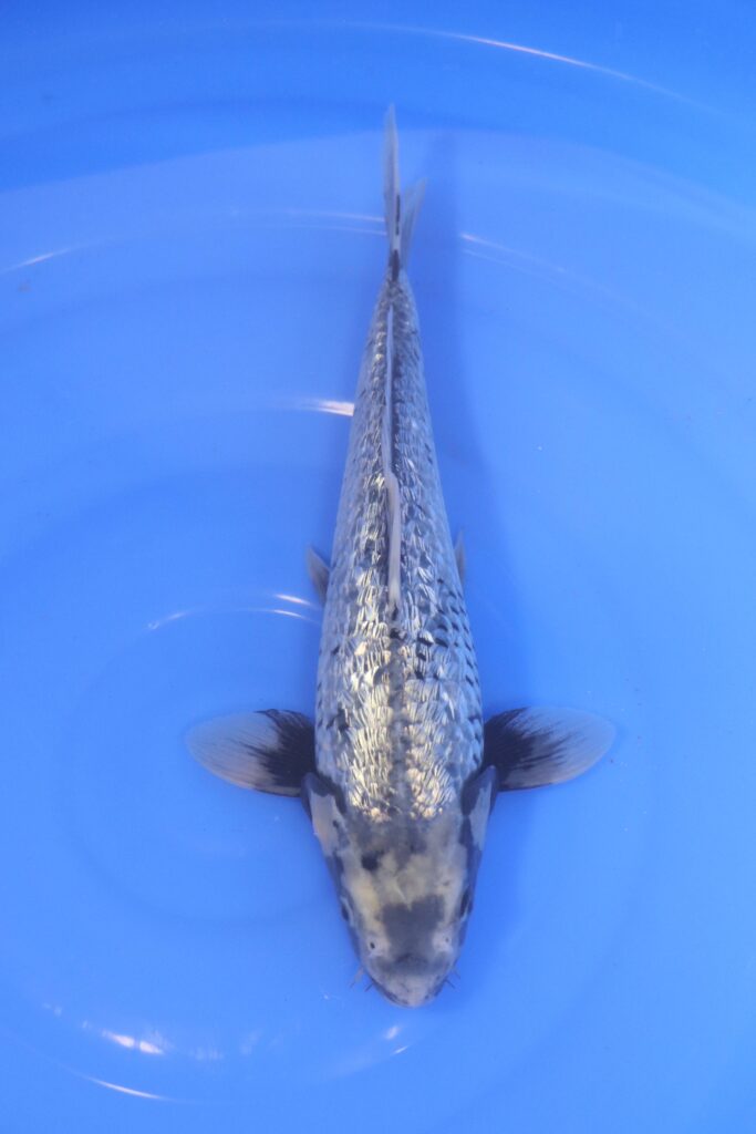 Carpe koi japonaise Matsukawabake Ginrin
