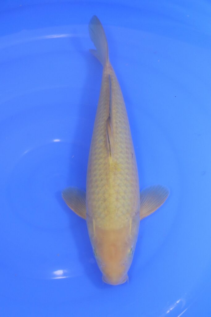 Carpe koi japonaise Chagoi