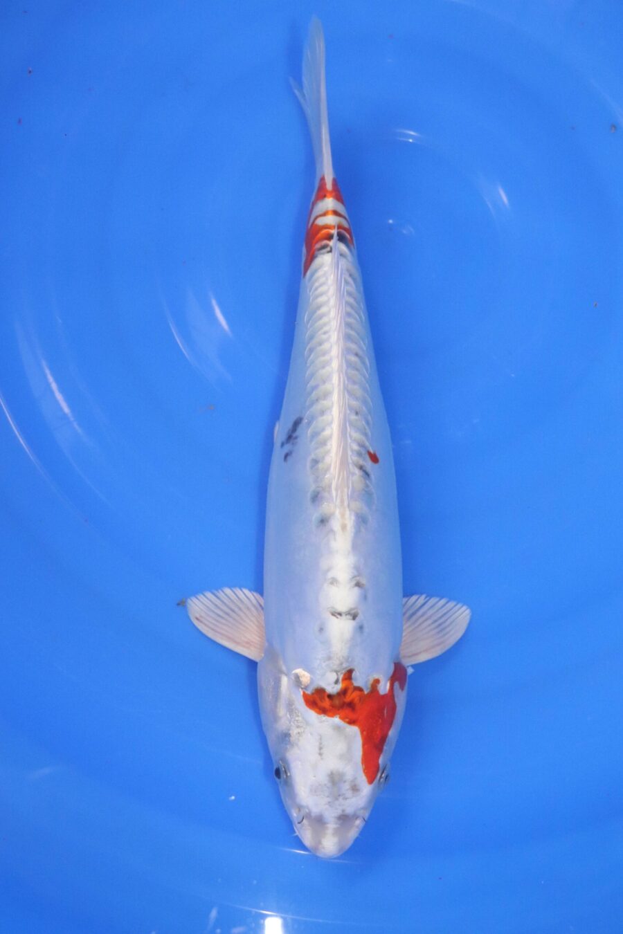 Carpe koi japonaise yamato nishiki