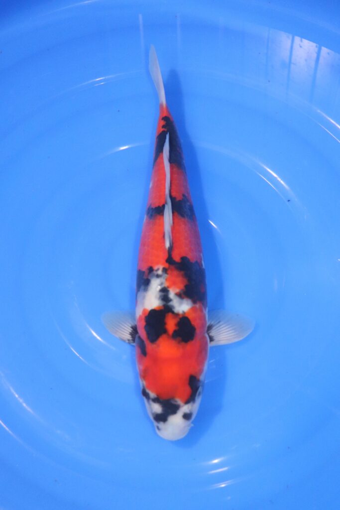 carpe koi japonaise showa