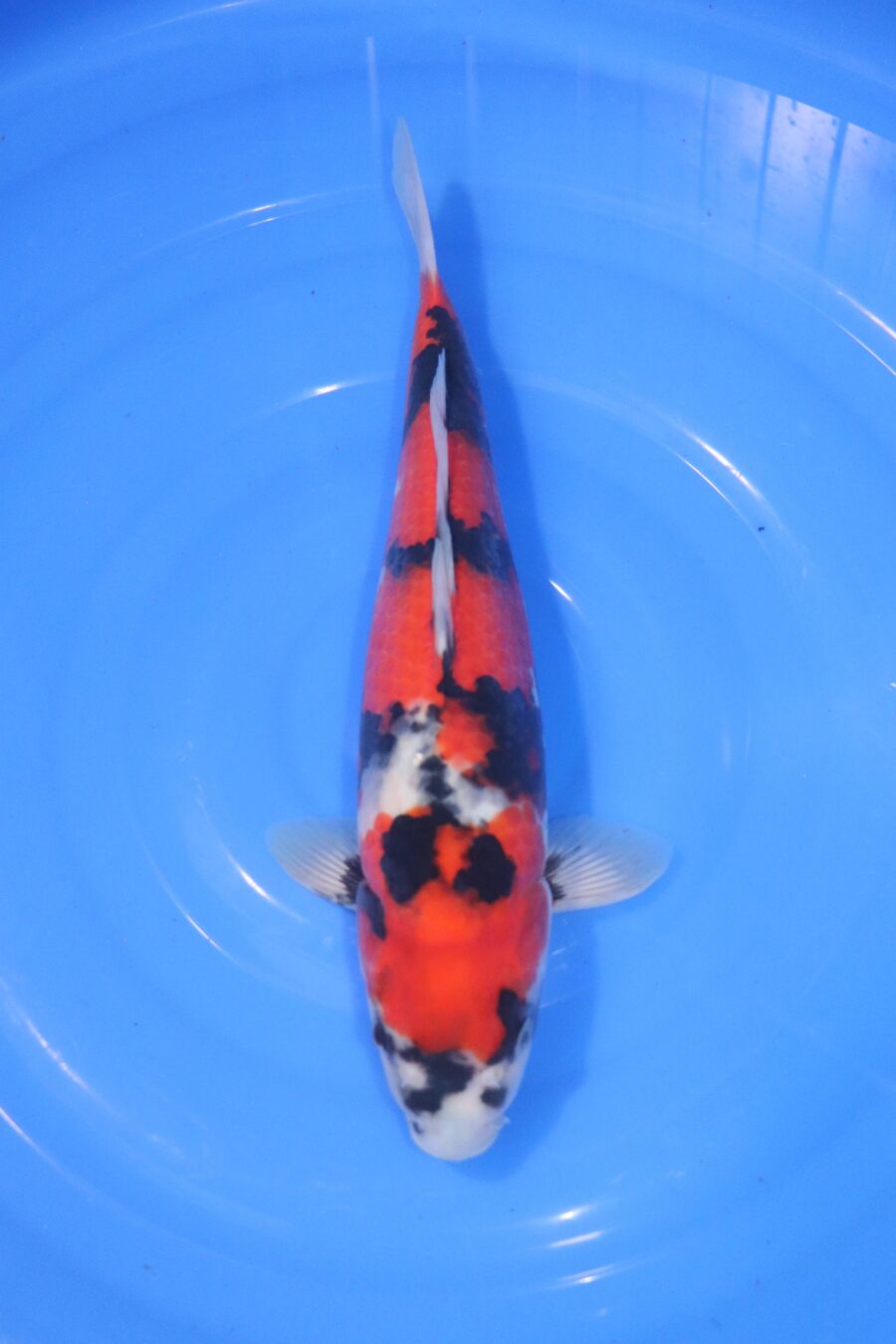 carpe koi japonaise showa