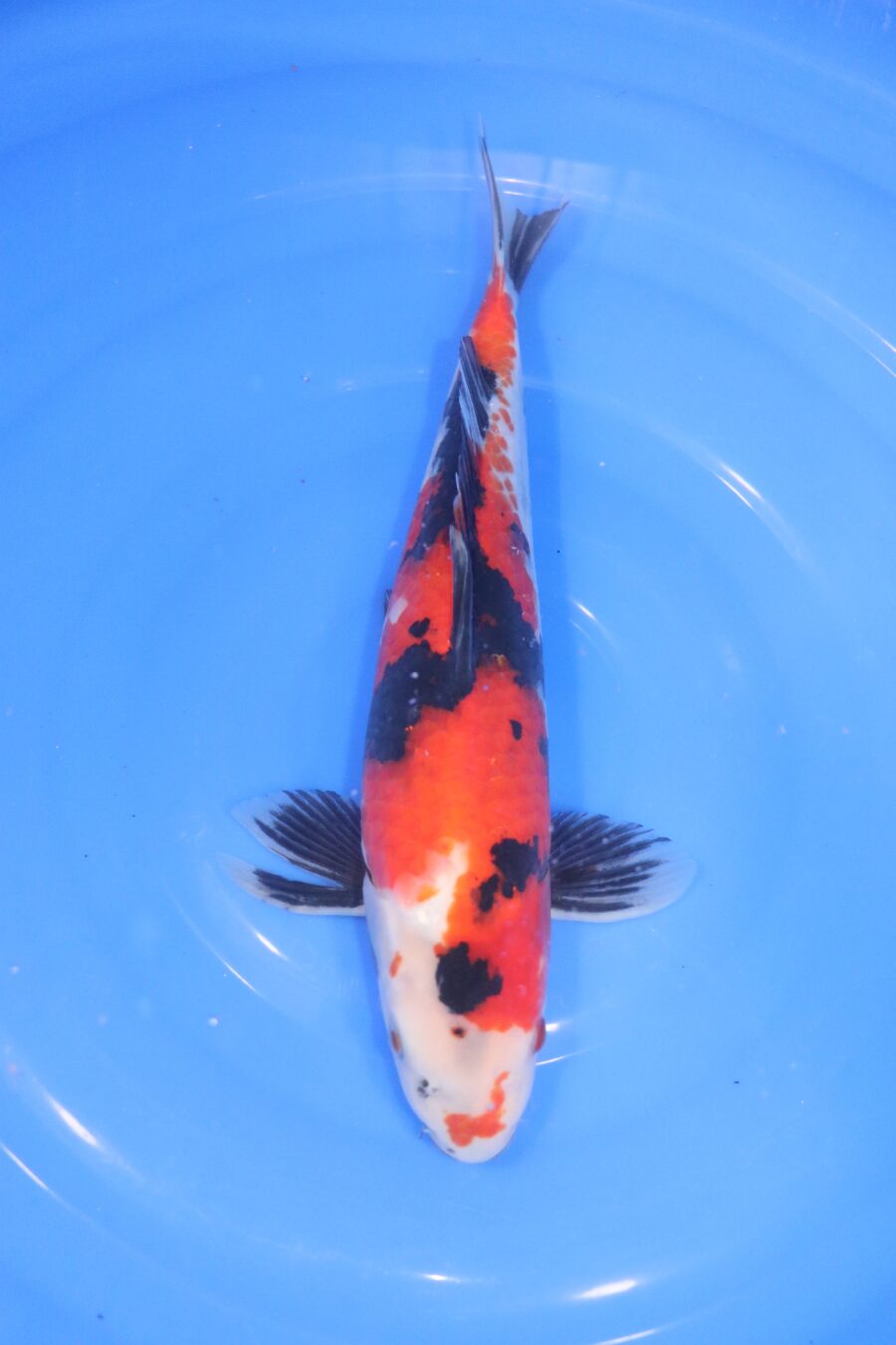 carpe koi japonaise showa