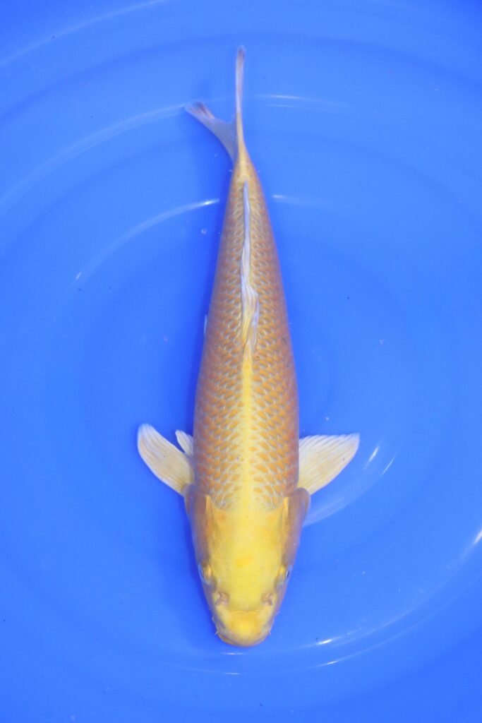 carpe koi japonaise yamabuki ogon