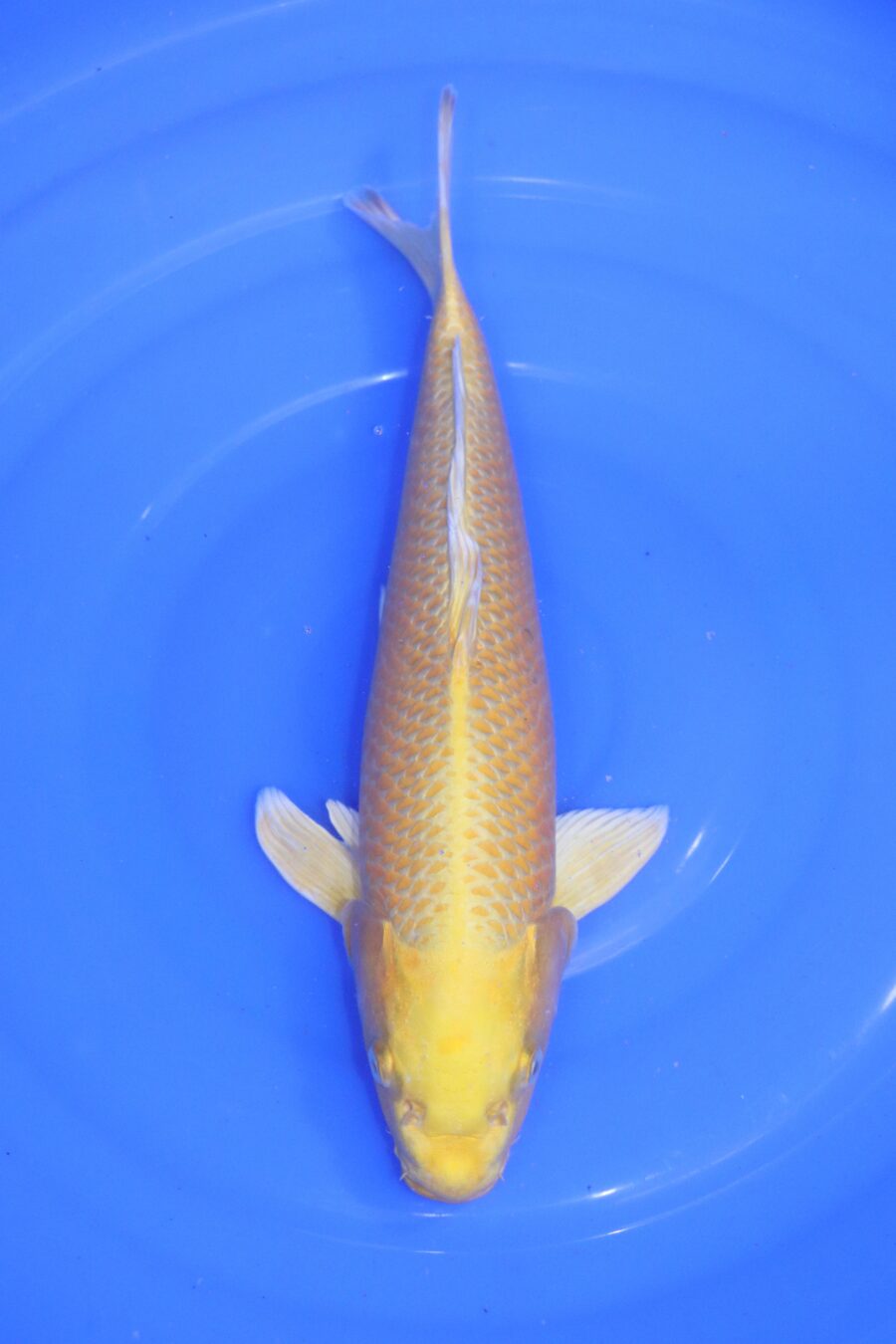 carpe koi japonaise yamabuki ogon