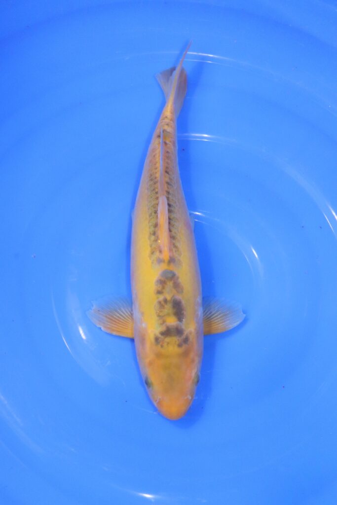 carpe koi japonaise ki shusui