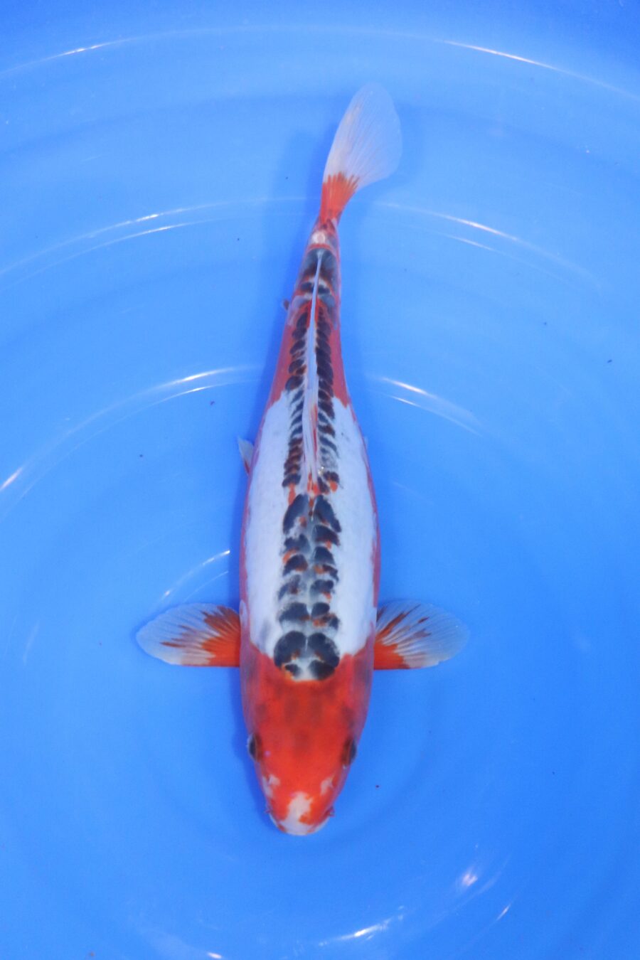carpe koi japonaise shusui