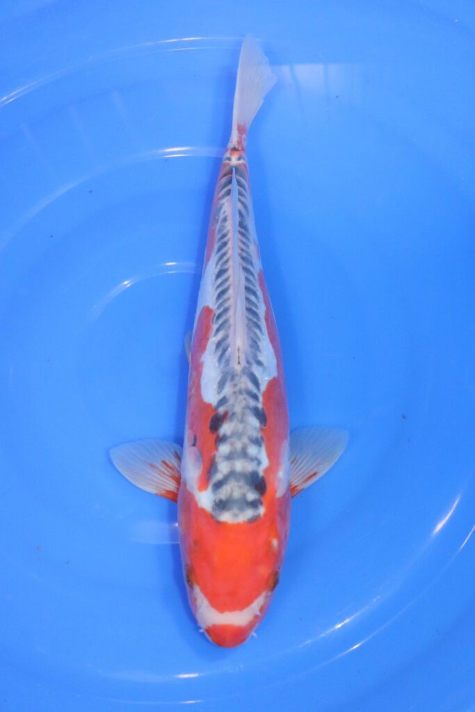 carpe koi japonaise shusui