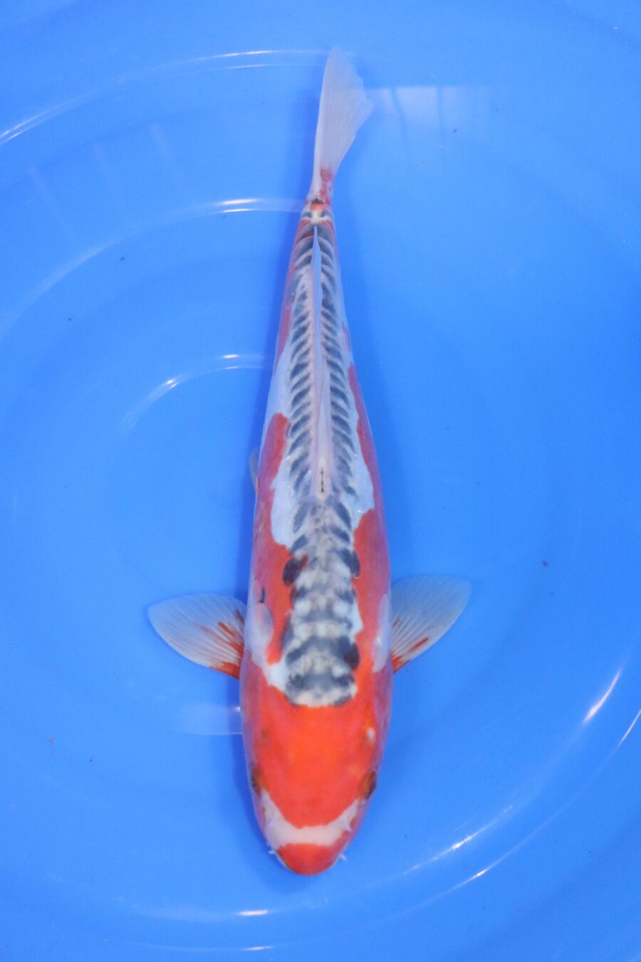 carpe koi japonaise shusui