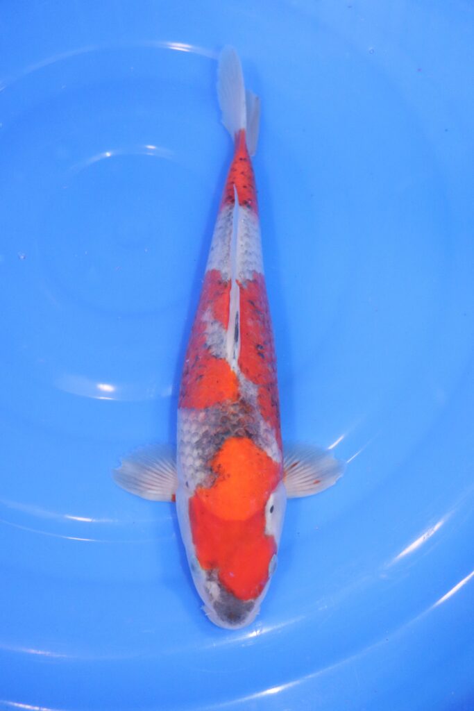 carpe koi japonaise goshiki