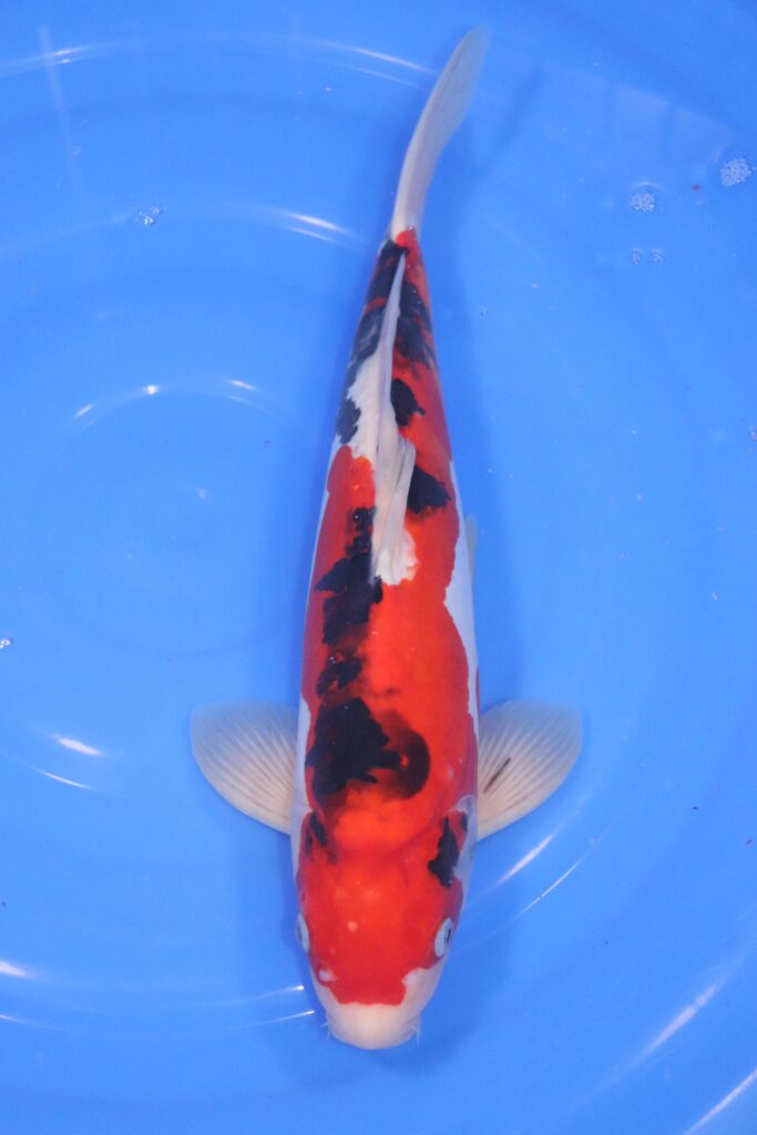 carpe koi japonaise sanke doitsu