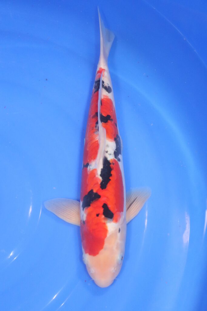 Carpe koi japonaise sanke