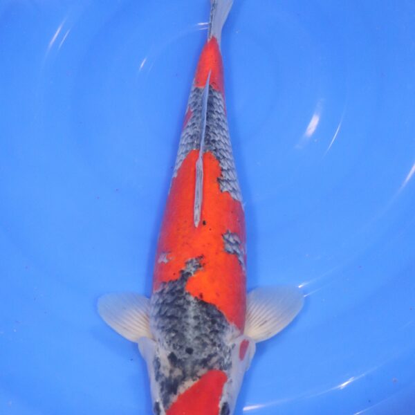 carpe koi japonaise goshiki