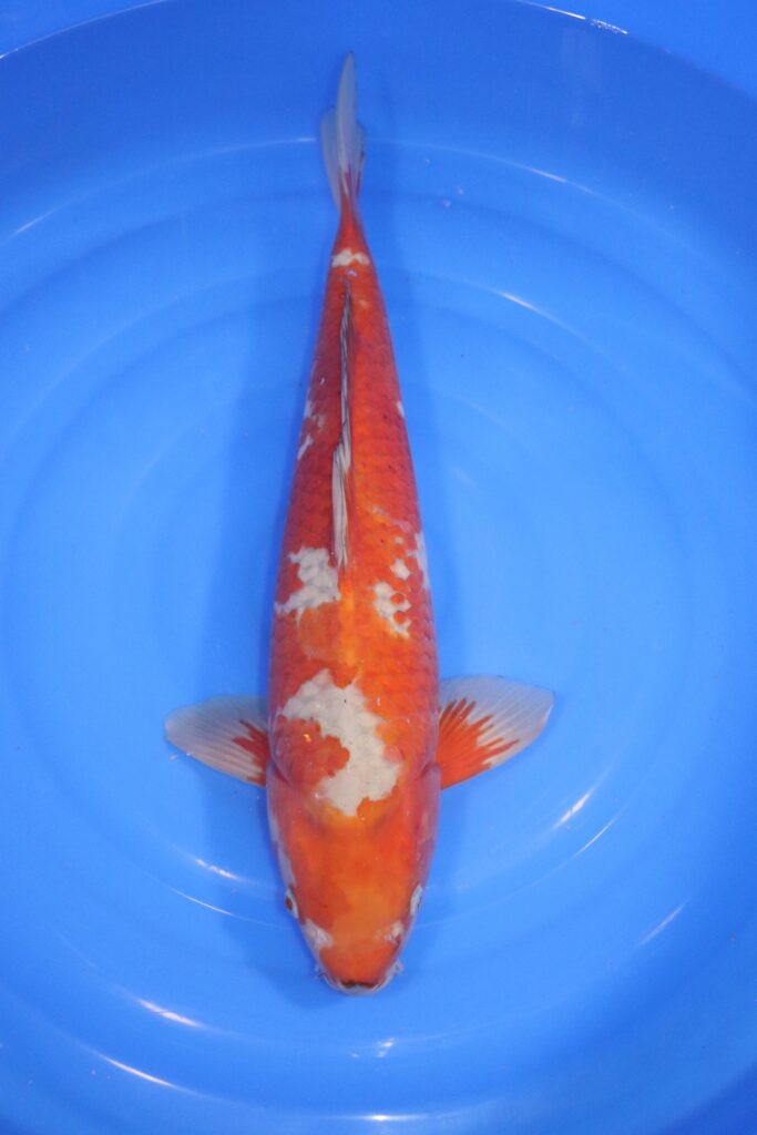carpe koi japonaise ochiba