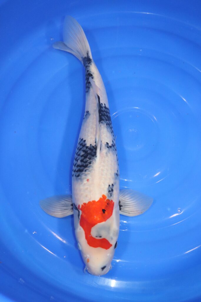 carpe koi japonaise showa