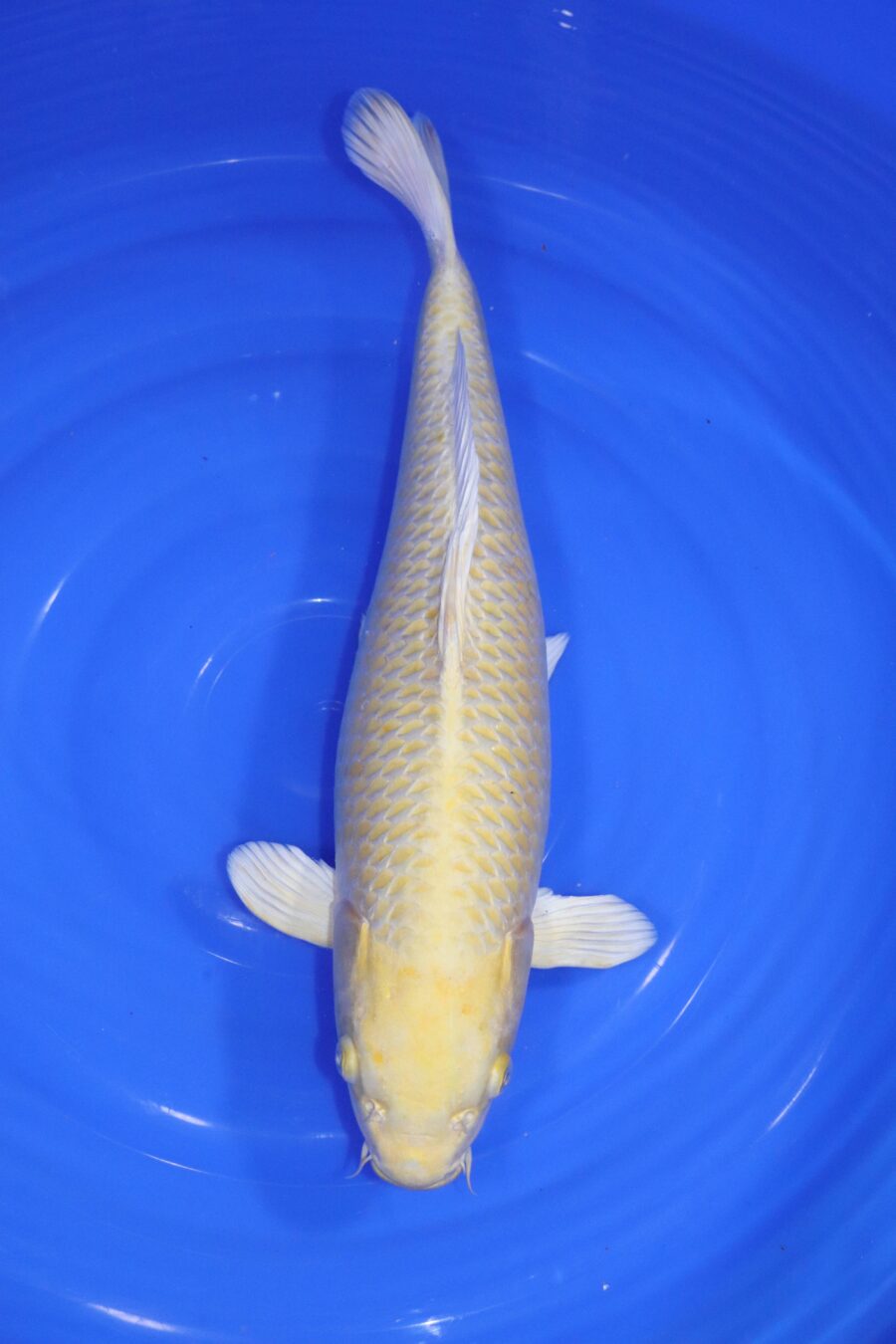 Carpe koi japonaise Yamabuki Ogon
