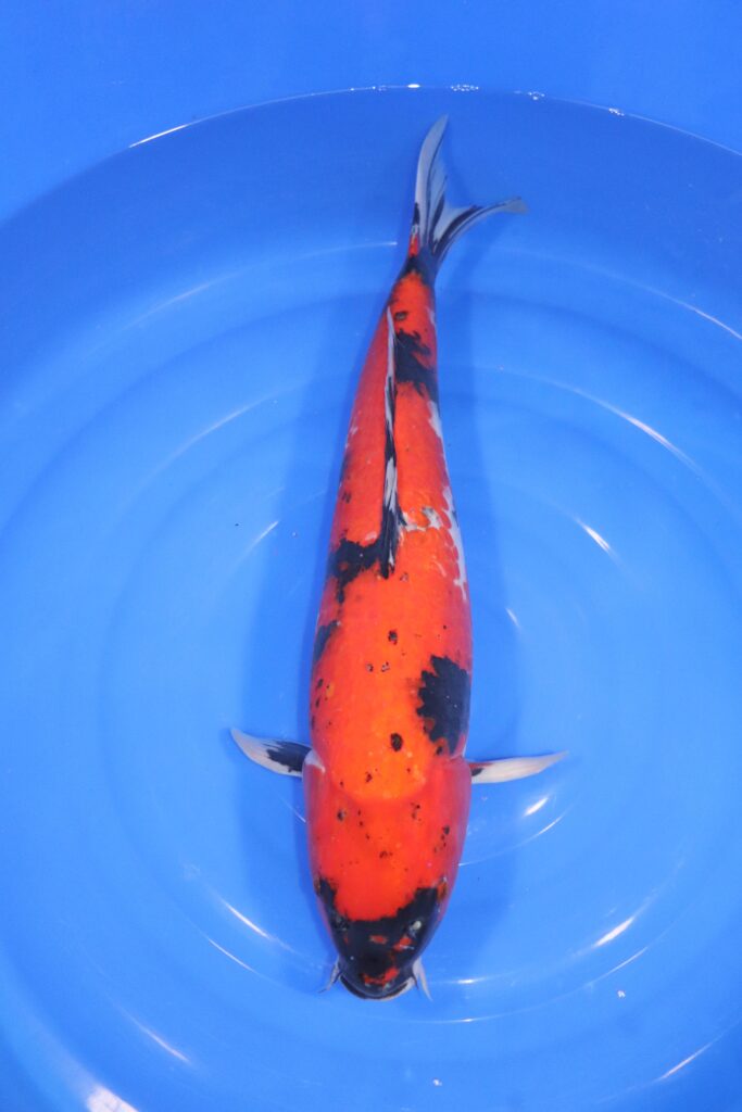 carpe koi japonaise showa