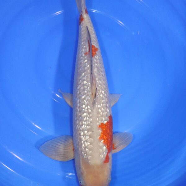 Carpe koi japonaise Ochiba