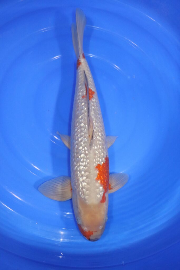 Carpe koi japonaise Ochiba