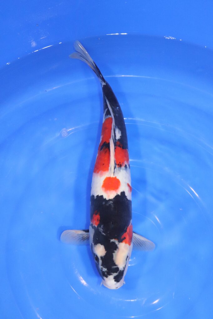 carpe koi japonaise showa