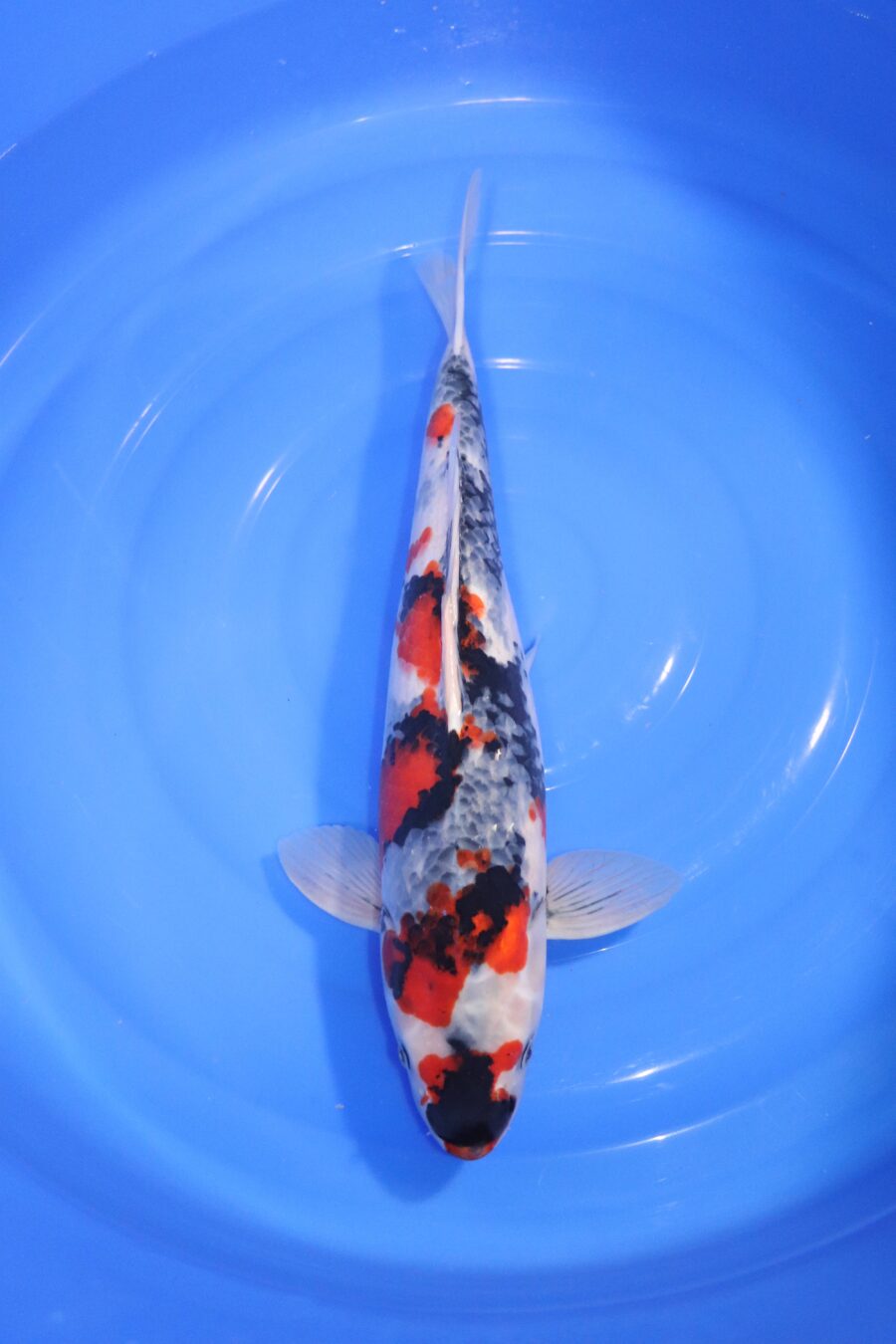 carpe koi japonaise Showa