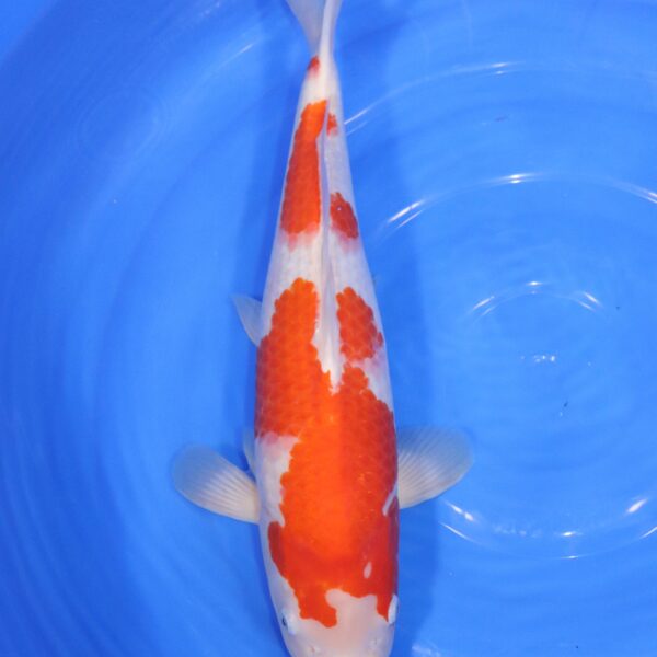 Carpe koi japonaise Kohaku