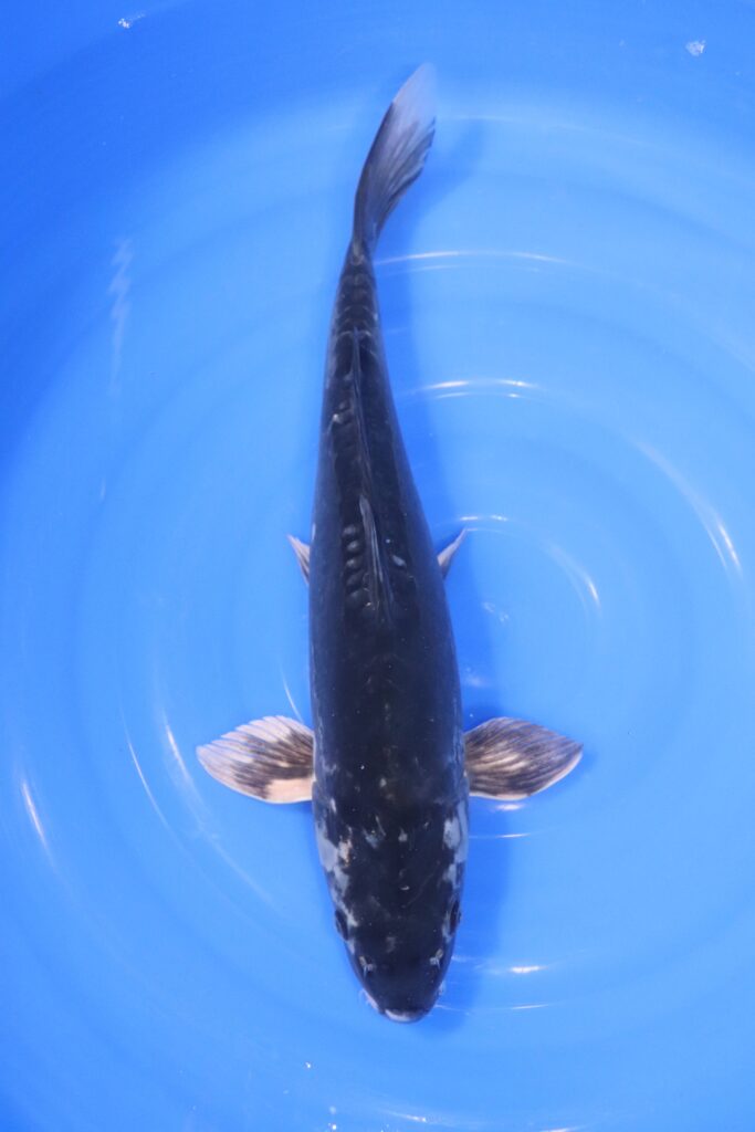 carpe koi japonaise kikokuryu
