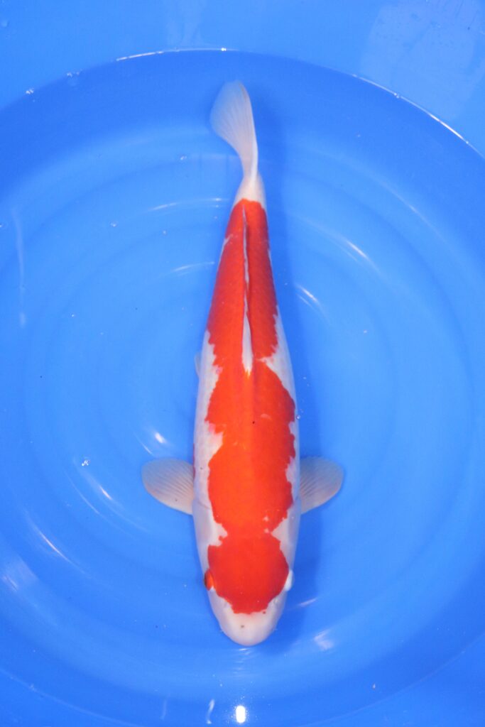 Carpe koi japonaise Kohaku