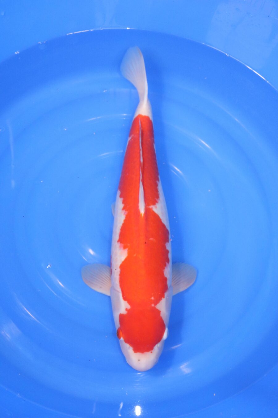 Carpe koi japonaise Kohaku