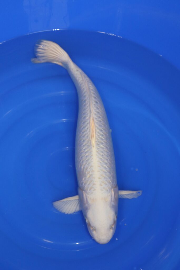 Carpe koi japonaise Platinum Ogon