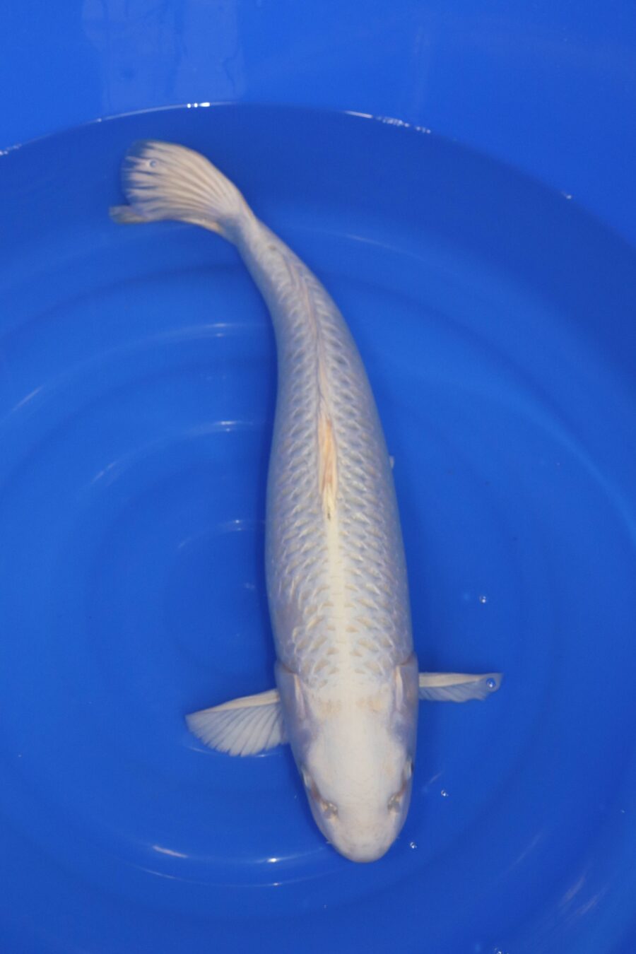 Carpe koi japonaise Platinum Ogon