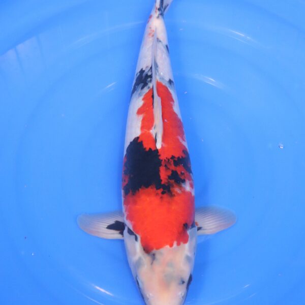 Carpe koi japonaise Showa
