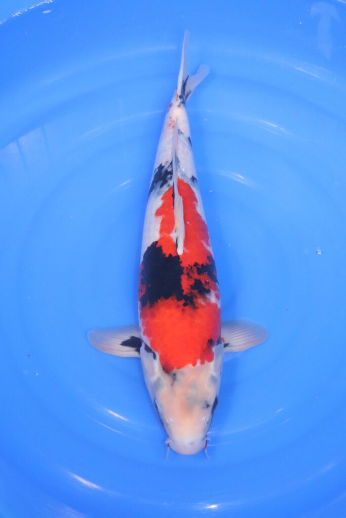 Carpe koi japonaise Showa