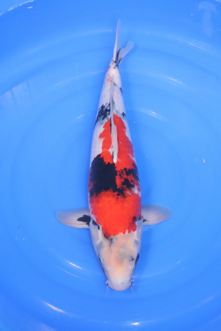 Carpe koi japonaise Showa