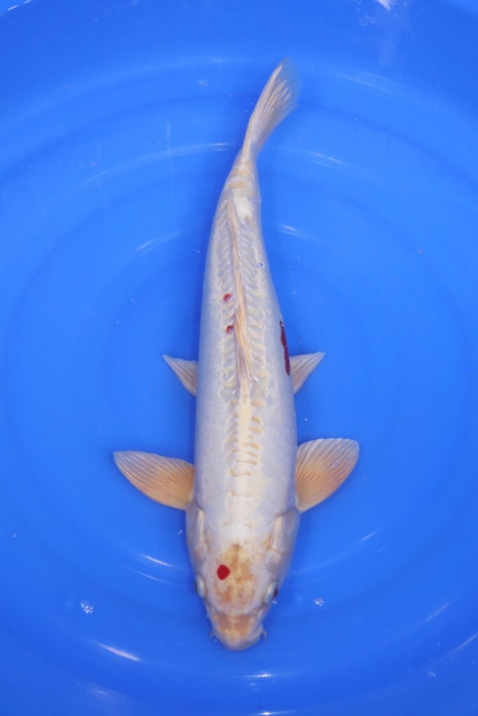 Carpe koi japonaise Kikusui