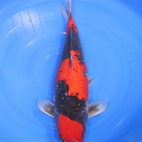 Carpe koi japonaise Kuro Goshiki Ginrin