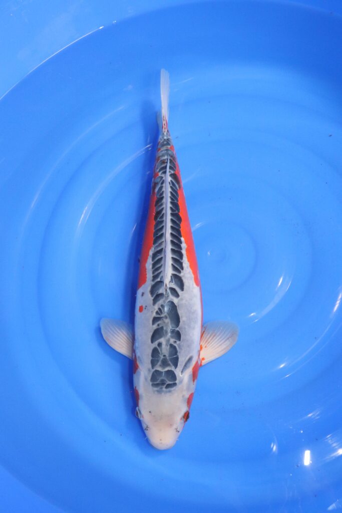 carpe koi japonaise shusui