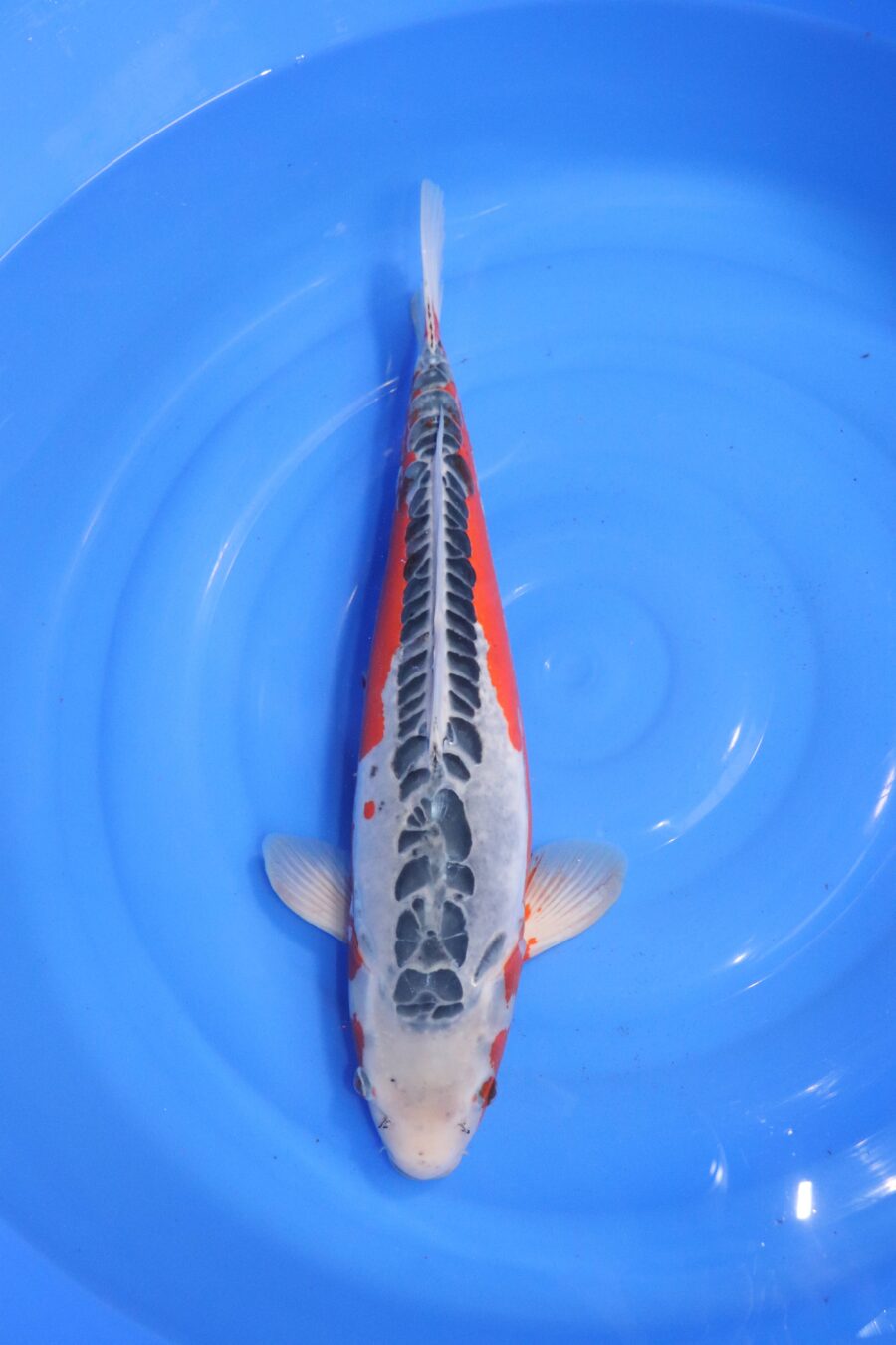 carpe koi japonaise shusui