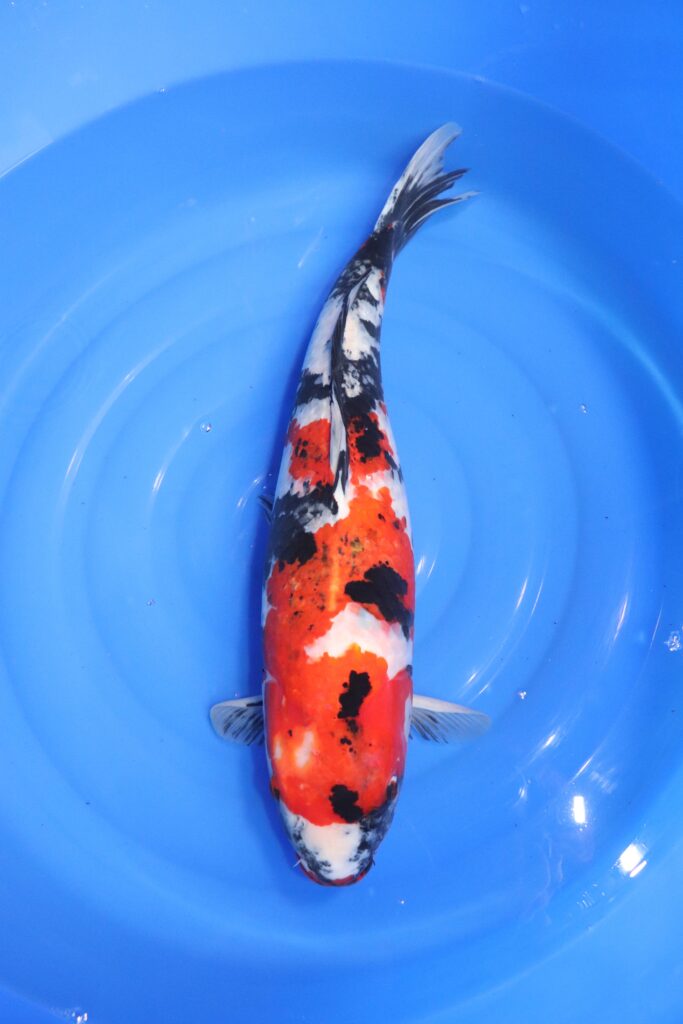 carpe koi japonaise showa
