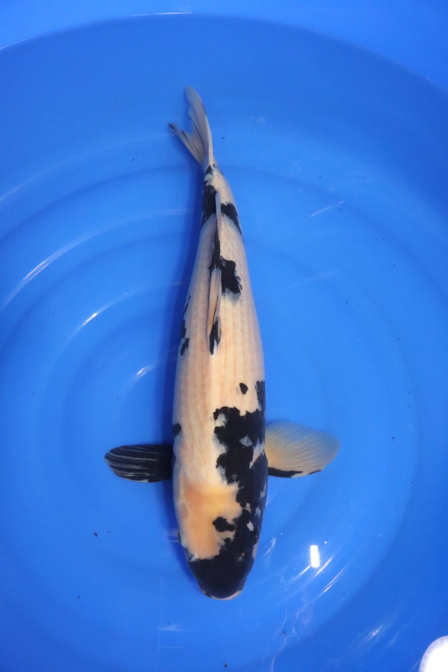 carpe koi japonaise shiro utsuri