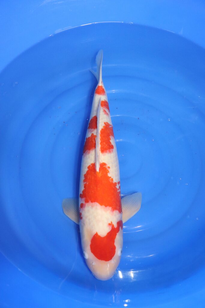 carpe koi japonaise kohaku