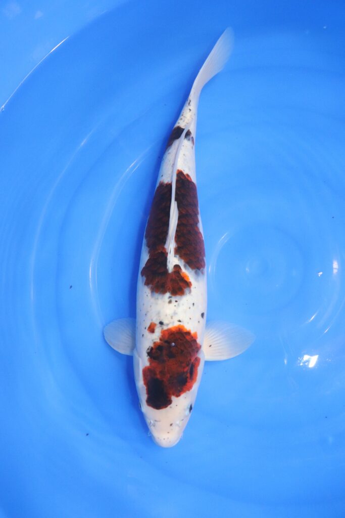carpe koi japonaise budo goromo