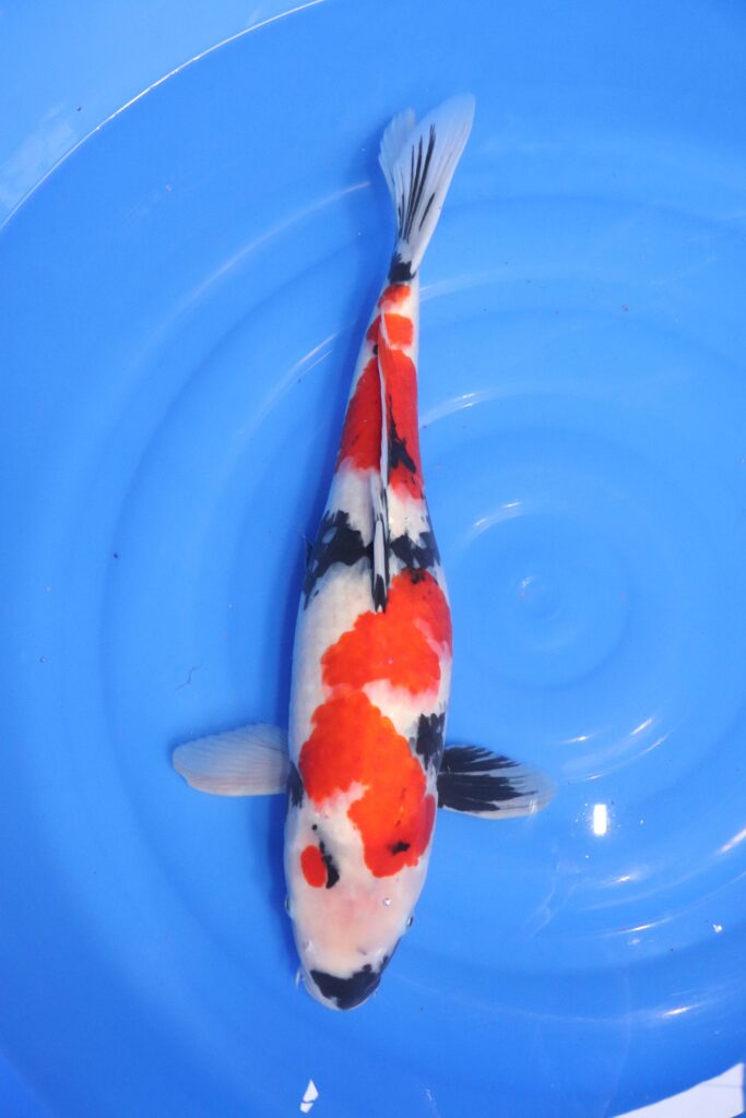 carpe koi japonaise showa