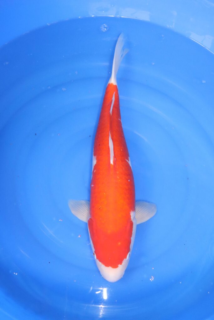 carpe koi japonaise kohaku