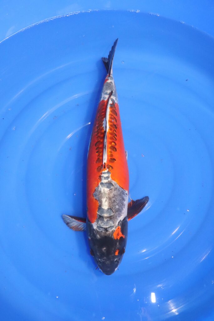 carpe koi japonaise beni kikokuryu