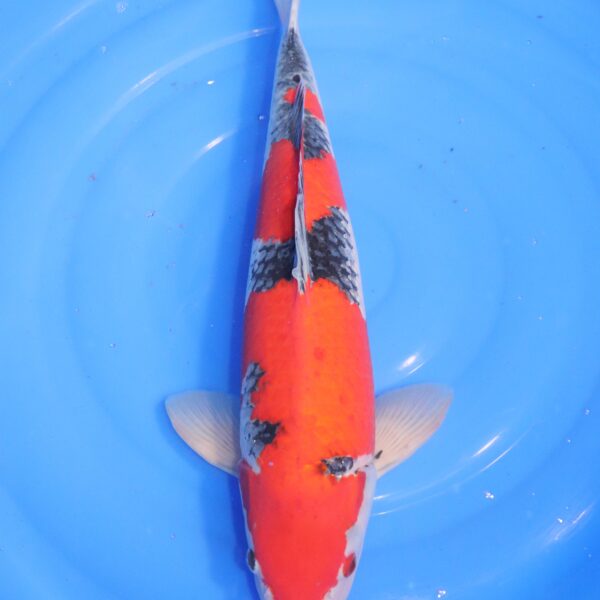 carpe koi japonaise goshiki