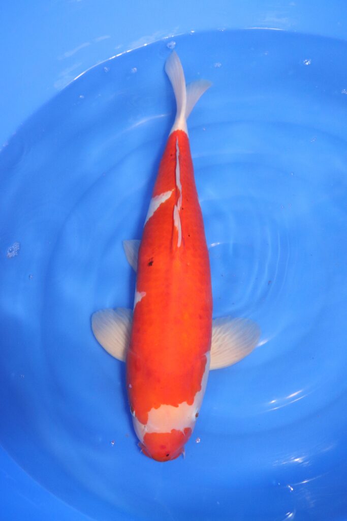 carpe koi japonaise kohaku