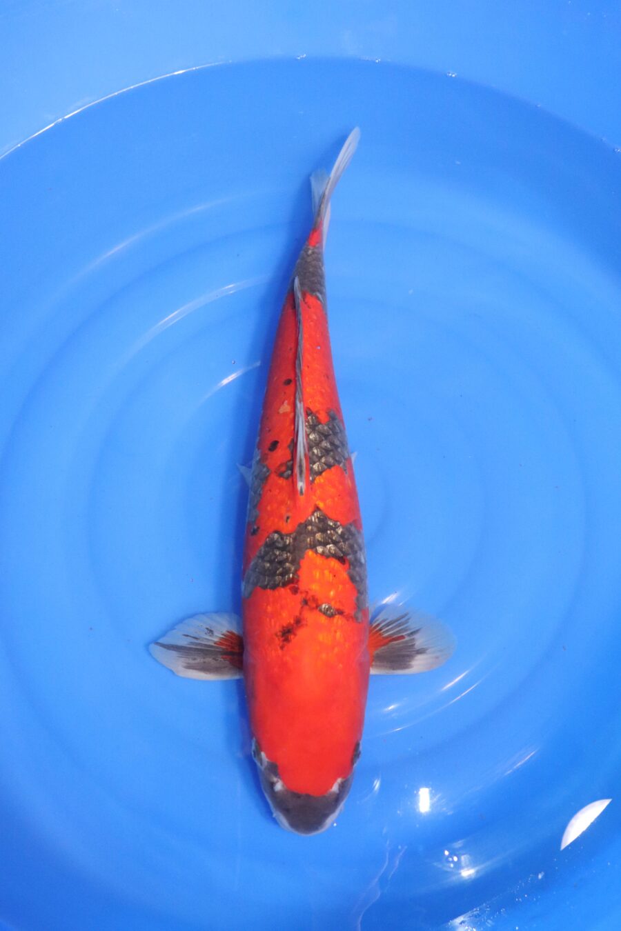 carpe koi japonaise goshiki