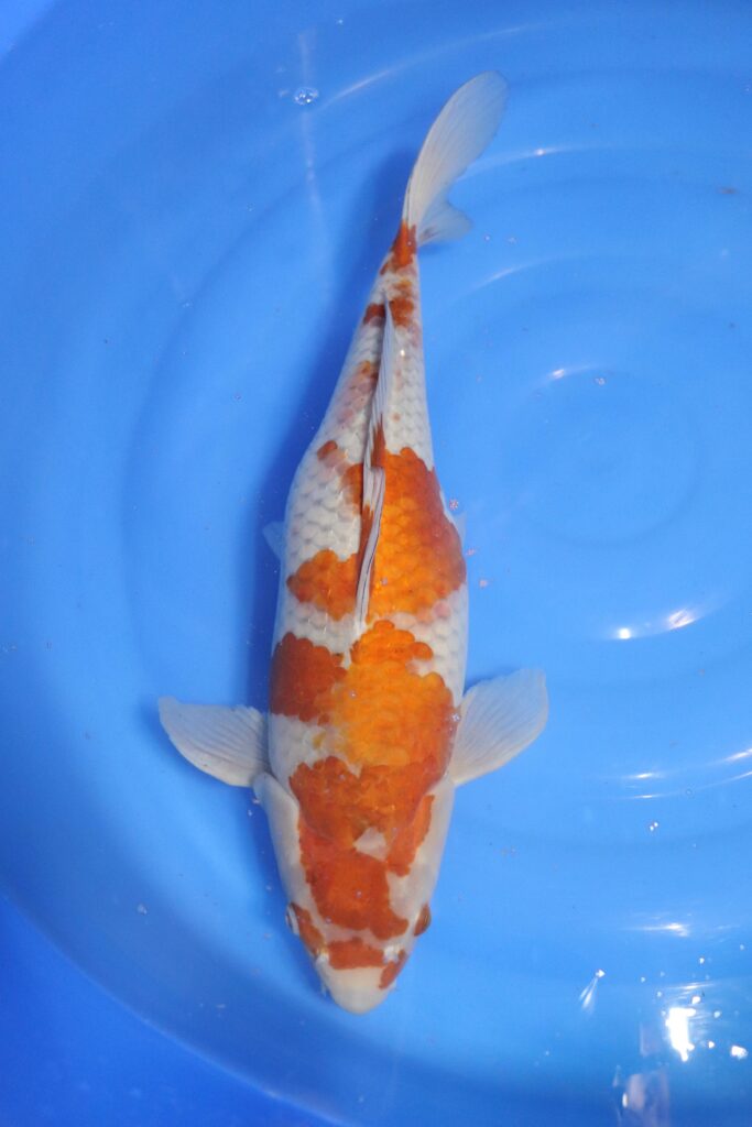 Carpe koi japonaise Ochiba